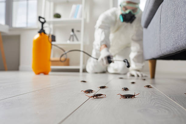 Post-Treatment Bed Bug Interceptor Monitoring in Helena Valley Southeast